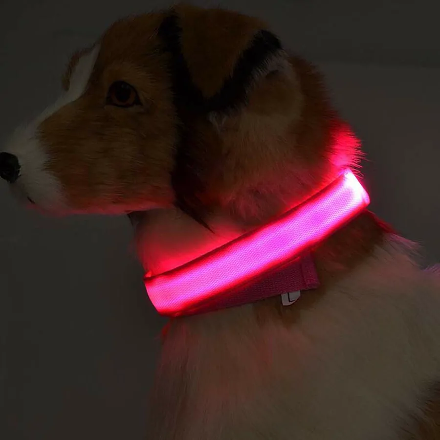 Hund mit pink leuchtendem Fellknopf Halsband im Dunkeln